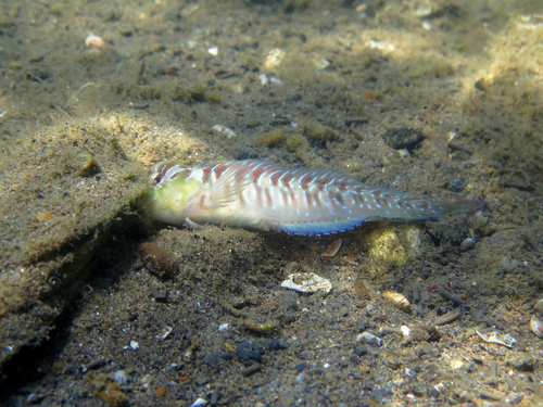 Basilisk blenny (Salaria basilisca) — Blenniidae — 4