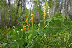 Lathyrus gmelinii