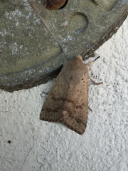Orthosia pacifica