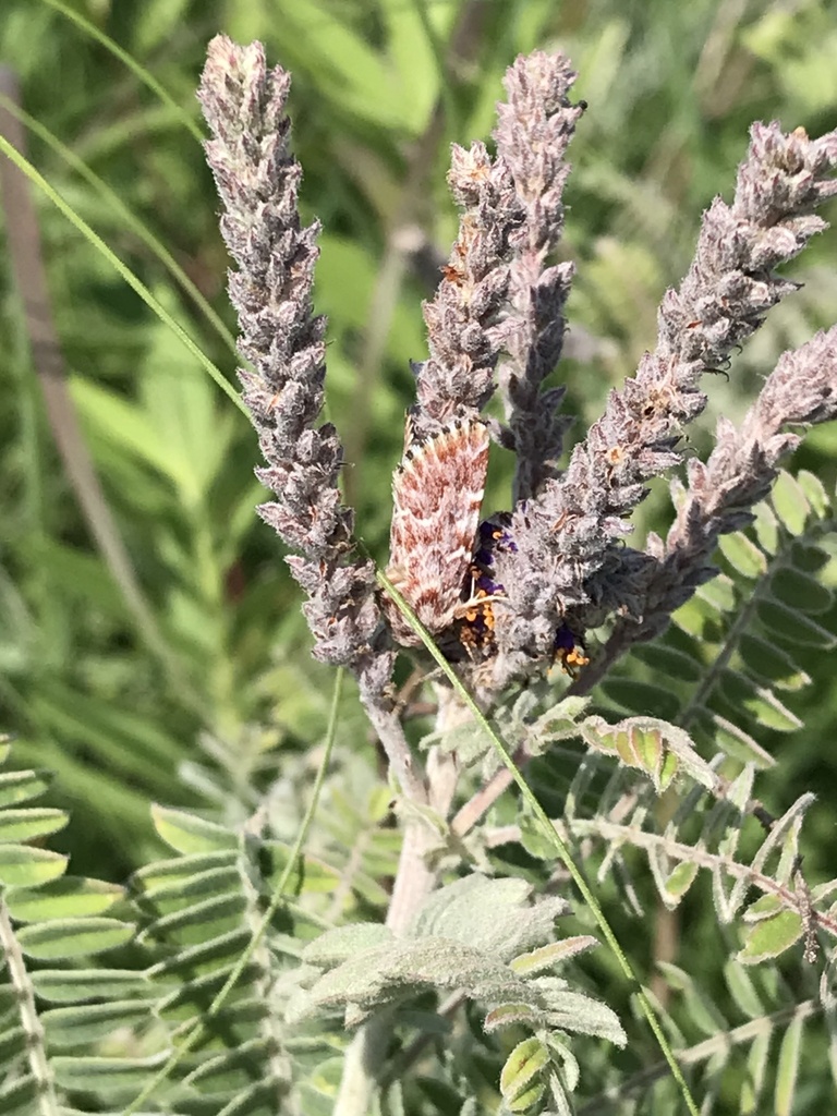 Leadplant Flower Moth
