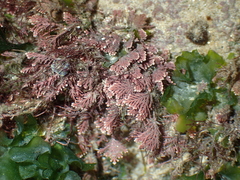 Ellisolandia elongata