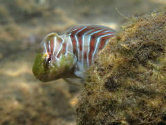 Basilisk Blenny photo 2