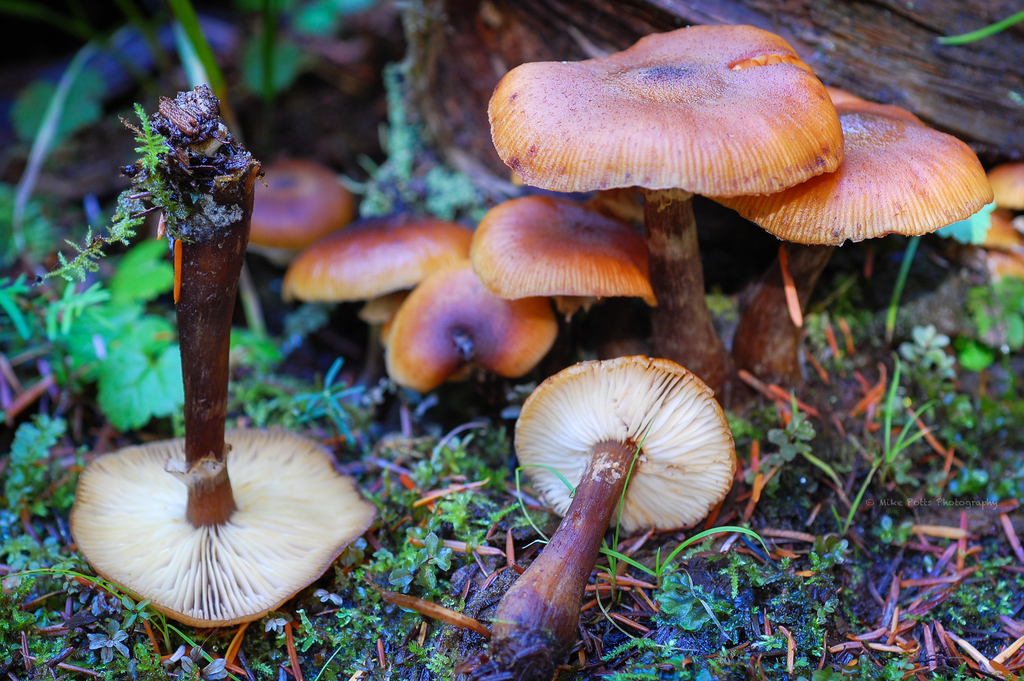 Armillaria nabsnona