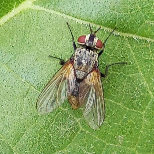 Erythrocera nigripes