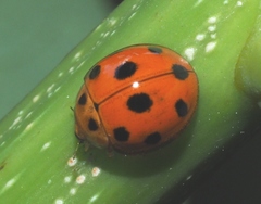 Coelophora inaequalis