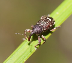 Aoplocnemis