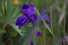 Iris ruthenica