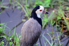 Vanellus crassirostris