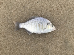 Amphistichus argenteus