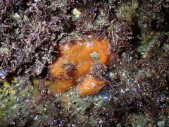 Porifera