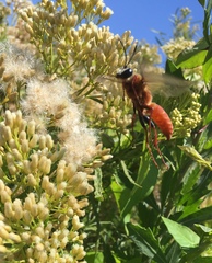 Sphex latreillei