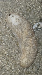 Bohadschia vitiensis image