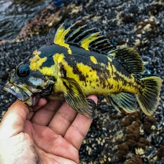 Sebastes chrysomelas