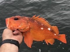 Sebastes constellatus