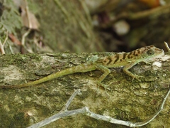 Anolis roquet