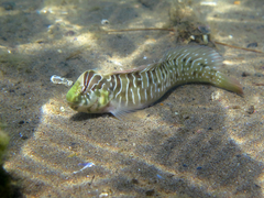 Basilisk Blenny photo 3