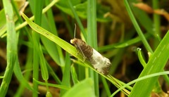 Notocelia cynosbatella
