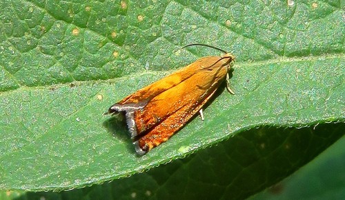 Sycamore Piercer, photo 4 of 10
