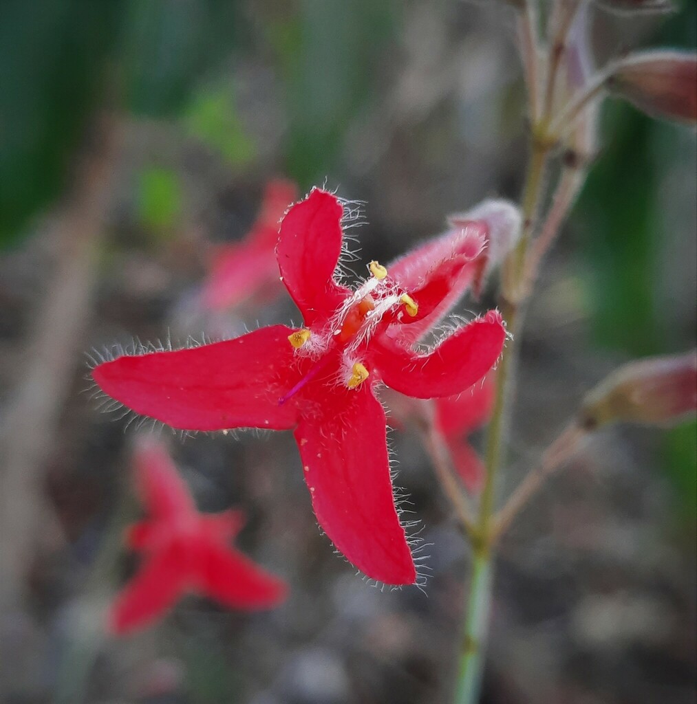Hypenia