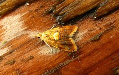 Pseudargyrotoza conwagana