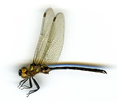 Somatochlora forcipata