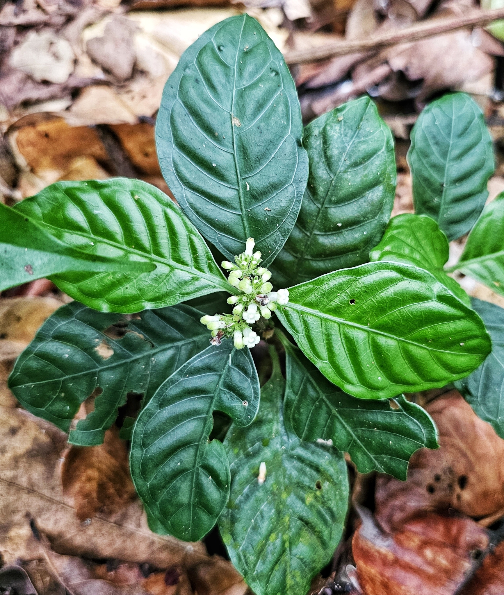Psychotria baviensis — ảnh 3