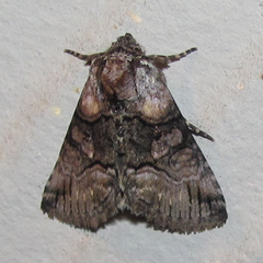 Abrostola microvalis