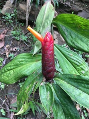 Costus cordatus
