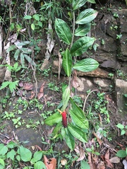 Costus cordatus