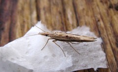Ypsolopha mucronella