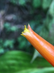 Costus cordatus