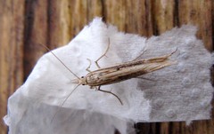 Ypsolopha mucronella