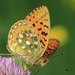 Dark Green Fritillary - Photo no rights reserved, uploaded by uusijani