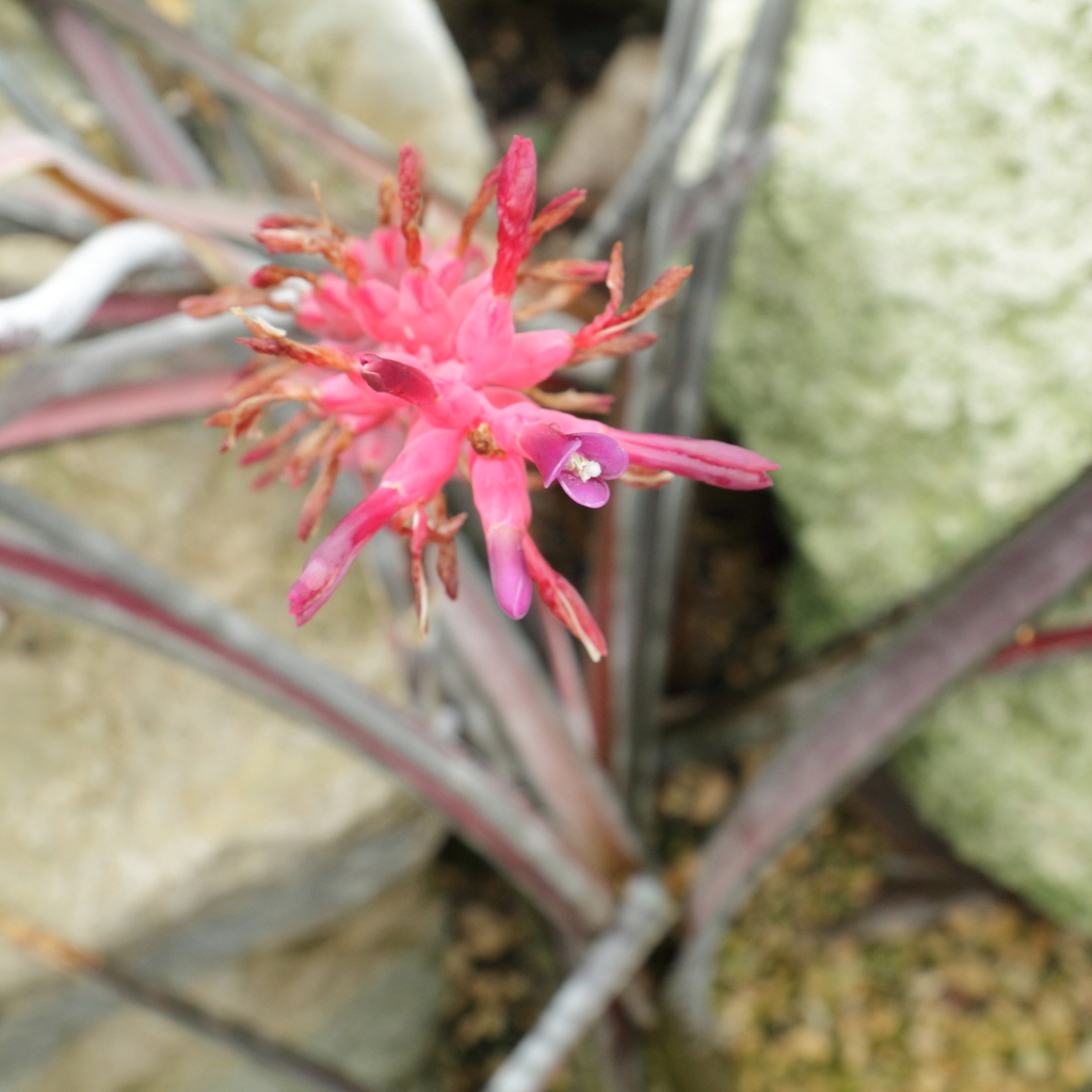 Neoglaziovia