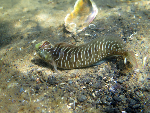 Basilisk blenny (Salaria basilisca) — Blenniidae — 2
