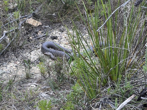 Eastern Brown Snake sighting