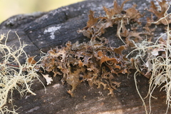 Tuckermanopsis chlorophylla