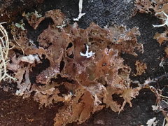 Tuckermanopsis chlorophylla