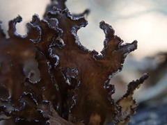 Tuckermanopsis chlorophylla