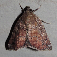 Amyna bullula