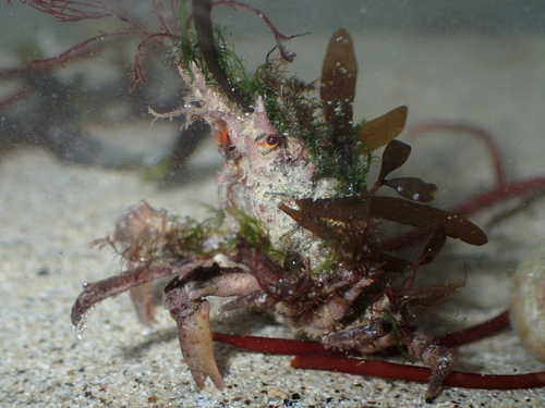 Pisa tetraodon