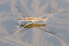 Limnoporus rufoscutellatus