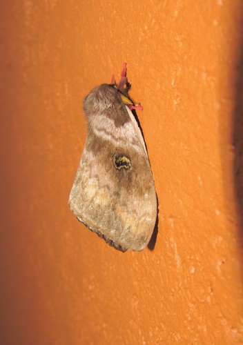 Hidripa taglia