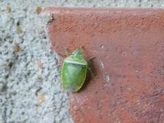 Piezodorus guildinii