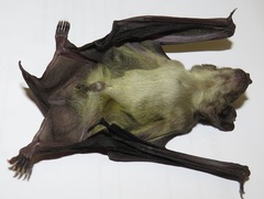 Scotophilus viridis