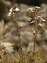 Ageratina gracilis