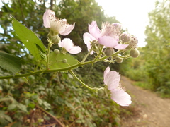 Rubus bifrons