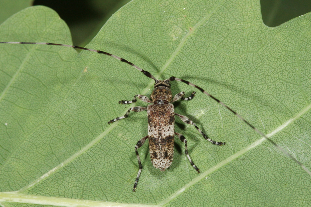 Acanthocinus griseus