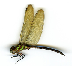 Rhionaeschna planaltica