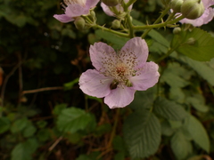 Rubus bifrons